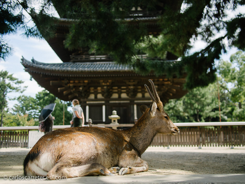 Ciervo sika ante la pagoda de Kofuku-ji - Nara